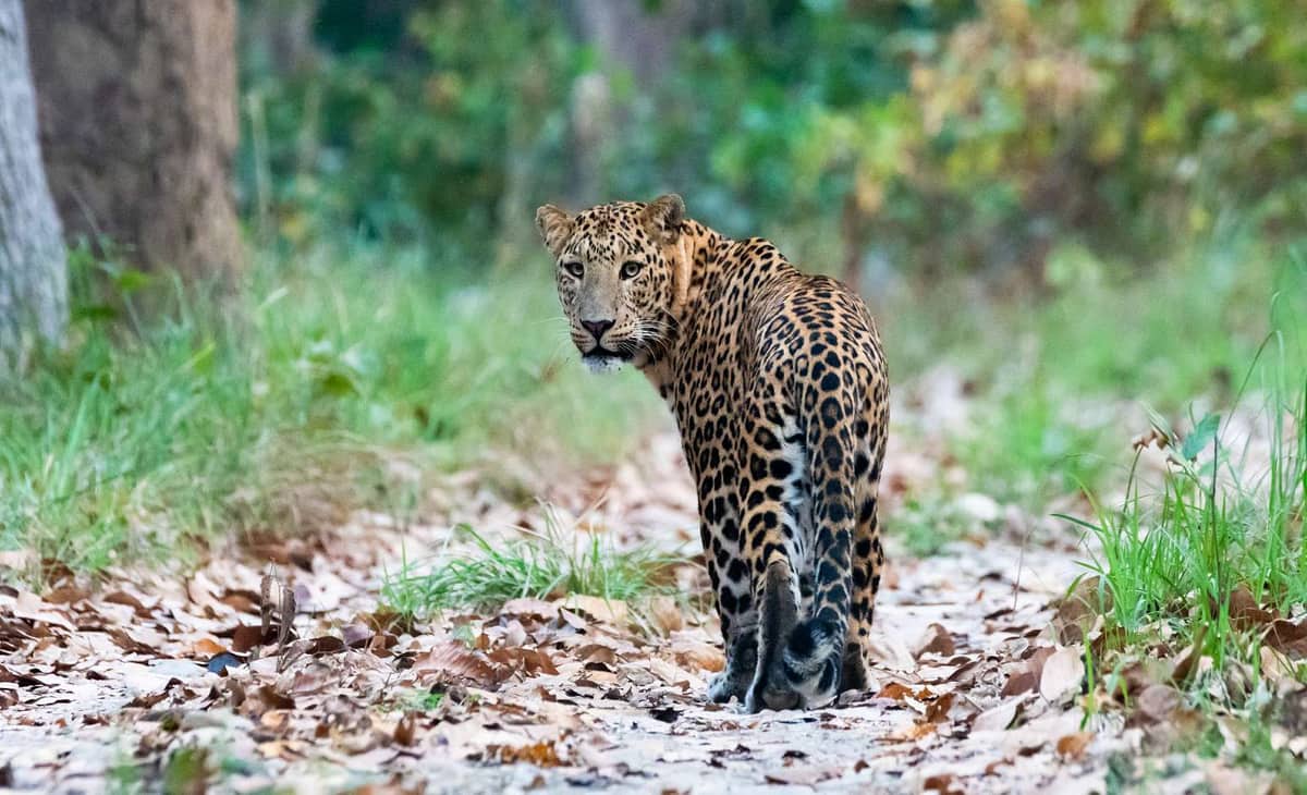 Bardiya National Park Tour — Nepal